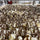 Summer in a chocolate factory